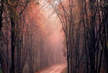 英雄联盟官网能为玩家做什么？新手必知的实用功能全解析